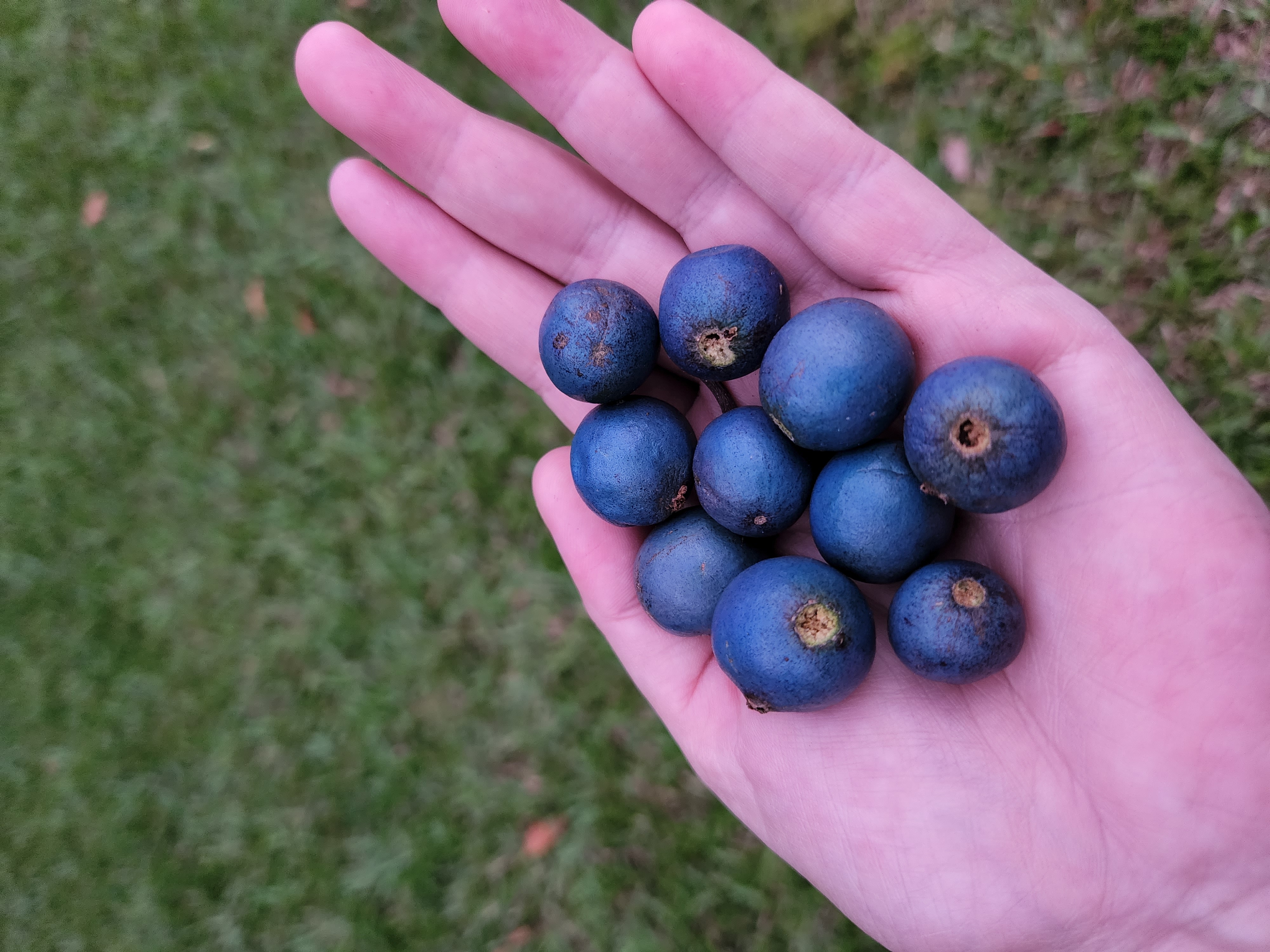 Photo of Jemma holding 10 quandong, a large bright blue berry.