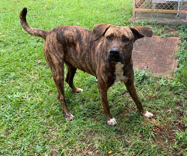 A brindle-coated dog with floppy ears and white paws stands on the grass